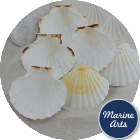 8602/100 - Atlantic Scallop Shells - Medium - 100 Shell Catering Pack